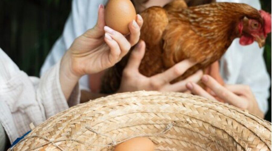 El Pienso Para Gallinas Ponedoras De Bifeedoo Ha Demostrado Tener Un Impacto Positivo En La Calidad De Los Huevos