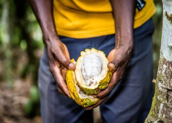 Oikocredit Apuesta Por La Inclusión Financiera Para Preservar El Futuro Del Cacao