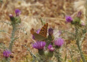 ADEL Sierra Norte Explica Cómo Observar Mariposas Diurnas En Verano